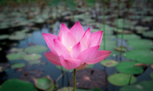 梦自己做服装-孕妇梦见学做服装网—知名的孕期梦见自己在做生意卖衣服网站,分享怀孕梦见做衣服生男生女什么意思知识